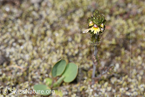 Photo: Euphrasia minima. Whole plant (habiti).