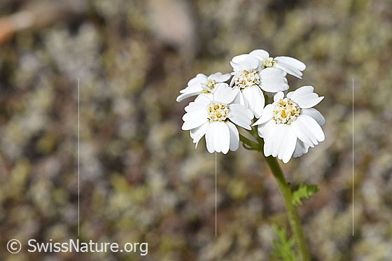 Foto: Moschus-Schafgarbe (Achillea erba-rotta ssp. moschata). Blüten.