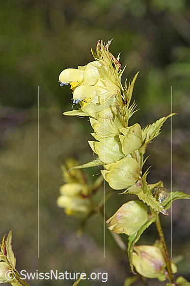 Photo: Rhinanthus glacialis. Blossoms and leaves.