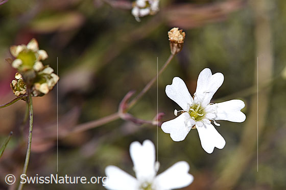 Foto: Felsen-Leimkraut (Silene rupestris). Blüte.