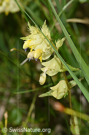 Photo: Rhinanthus glacialis. Blossoms and leaves.