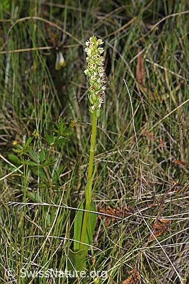 Photo: Pseudorchis albida. Whole plant (habiti).
