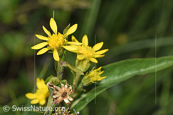 Photo: Solidago virgaurea ssp. minuta. Blossoms.