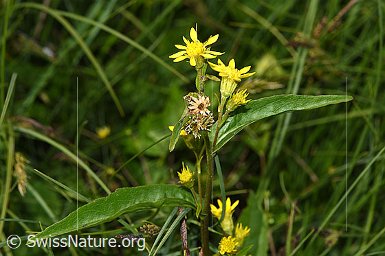 Photo: Solidago virgaurea ssp. Minuta. Blossoms and leaves.