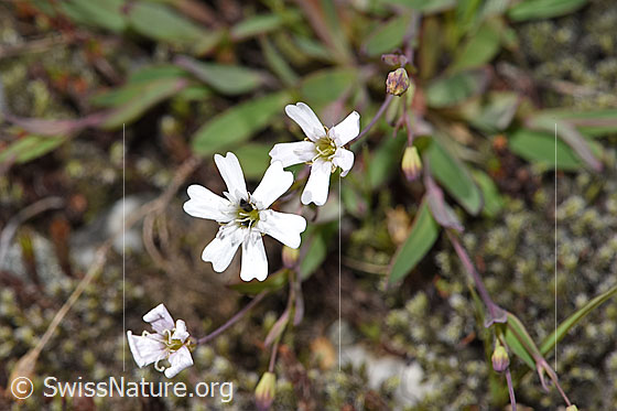 Foto: Felsen-Leimkraut (Silene rupestris). Blüten.