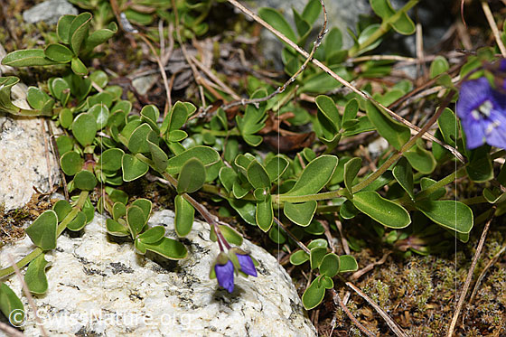 Foto: Felsen-Ehrenpreis (Veronica fruticans). Blätter und Stängel.