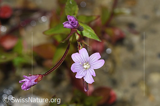 Foto: Alpen-Weidenröschen (Epilobium anagallidifolium). Blüte.