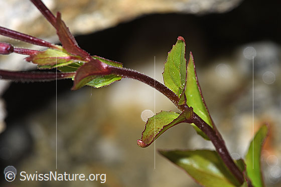 Foto: Alpen-Weidenröschen (Epilobium anagallidifolium). Stängel und Blätter.