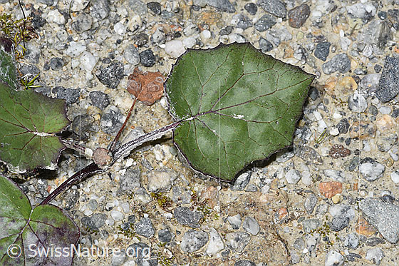 Photo: Tussilago farfara. Leaf and stem.
