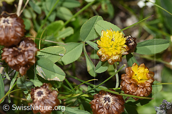 Foto: Braun-Klee (Trifolium badium). Blüten und Blätter.