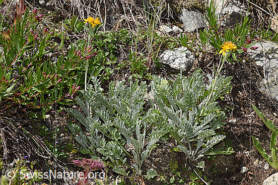 Foto: Graues Greiskraut (Senecio incanus). Ganze Pflanze (Habitus).