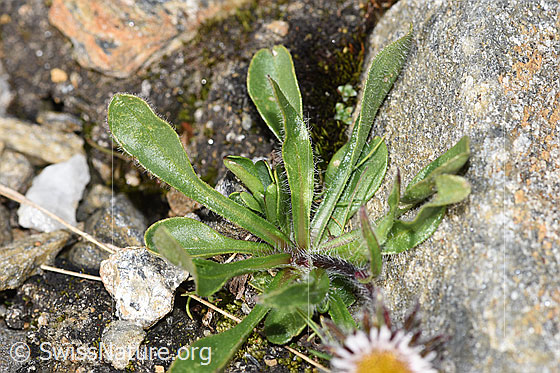 Photo: Erigeron uniflorus. Leaves and stem.