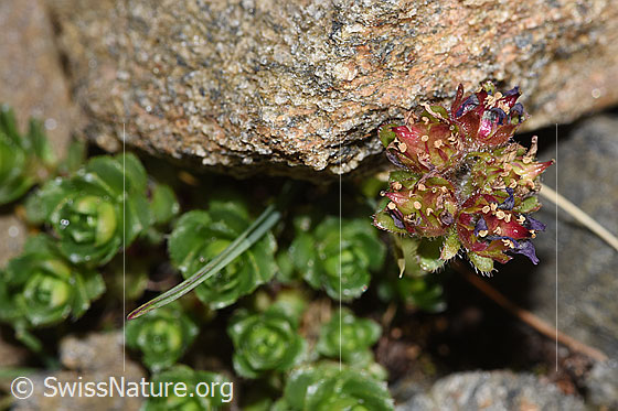 Photo: Saxifraga biflora. Faded blossoms.