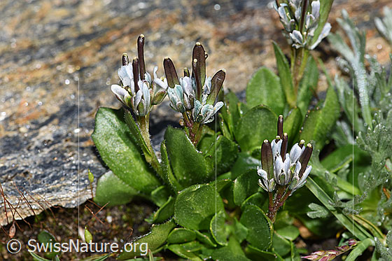 Photo: Arabis caerulea. Blossoms and fruits.