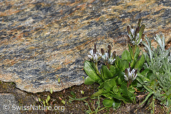 Photo: Arabis caerulea. Whole plant (habiti). Höhe: 4cm.