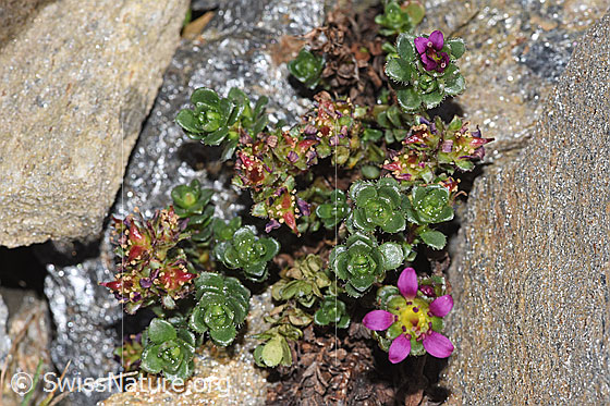 Photo: Saxifraga biflora. Whole plant (habiti).