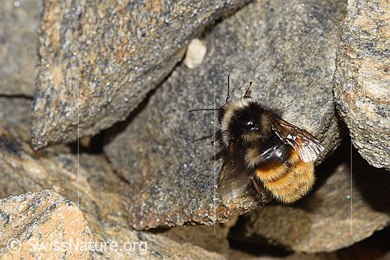 Photo: Bombus monticola. Length 16mm. View from above.