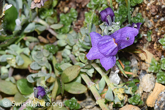 Foto: Alpen-Leinkraut (Linaria alpina). Blüte und Blätter.