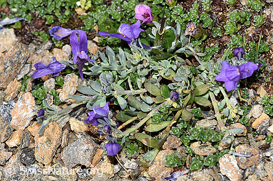 Photo: Linaria alpina. Whole plant (habiti).