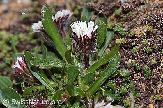Foto: Einköpfiges Berufkraut (Erigeron uniflorus). Ganze Pflanze (Habitus). Ansicht von der Seite.