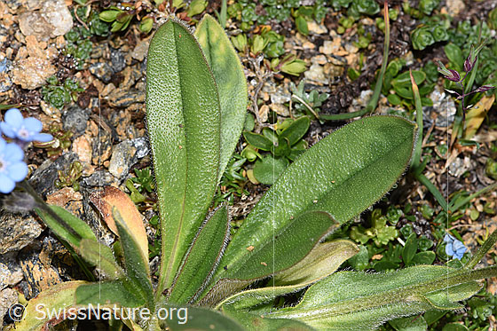 Photo: Myosotis alpestris. Leaves. Leaf top.