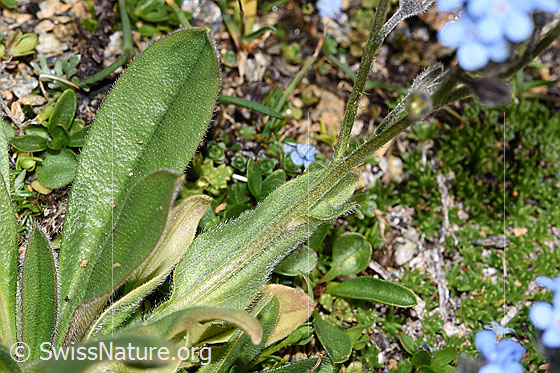 Photo: Myosotis alpestris. Leaves and stem.