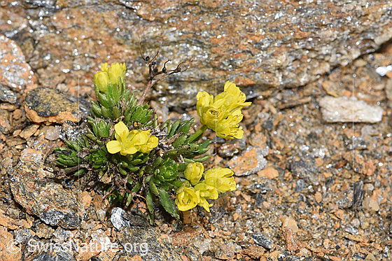 Foto: Hoppes Felsenblümchen (Draba hoppeana). Ganze Pflanze (Habitus). Höhe: 15mm.