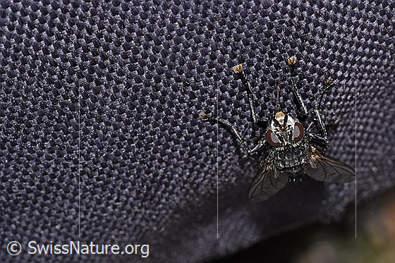 Foto: Wahrscheinlich Peleteria prompta (Raupenfliege). Ansicht von vorne.