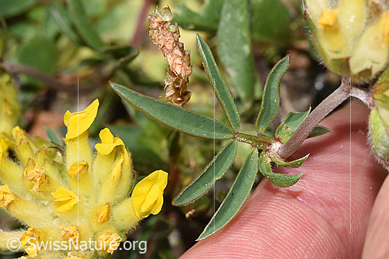 Foto: Alpen-Wundklee (Anthyllis vulneraria ssp. alpestris). Blätter.