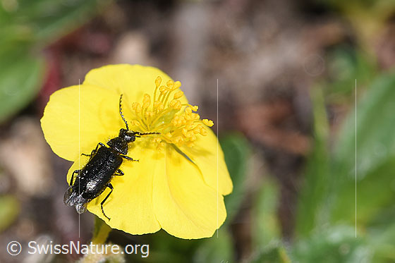 Foto: Dasytes obscurus (Wollhaarkäfer) auf Alpen-Sonnenröschen (Helianthemum alpestre). Länge 5mm. Ansicht von seitlich hinten oben.