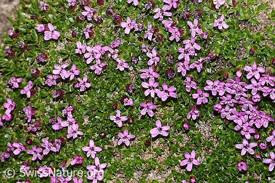 Photo: Silene acaulis. Whole plant (habiti).