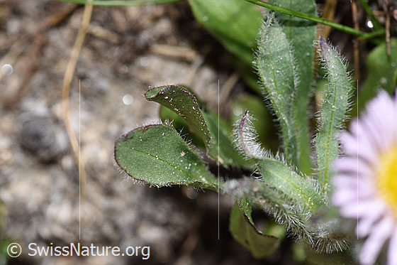 Photo: Erigeron uniflorus. Leaves.