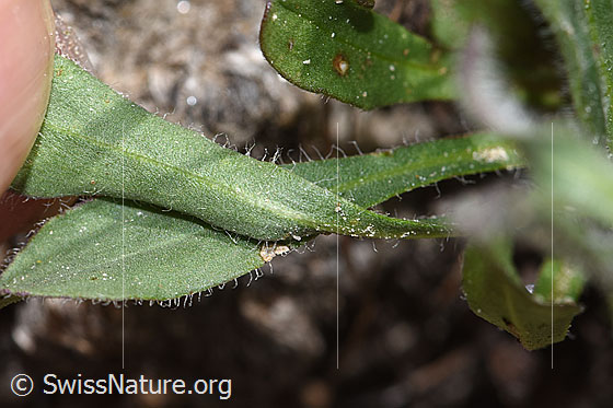 Photo: Erigeron uniflorus. Leaf underside.