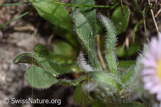 Photo: Erigeron uniflorus. Leaf top.