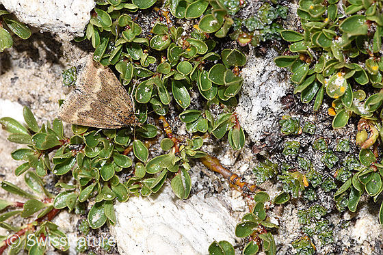 Photo: Probably Pyrausta aerealis on Salix retusa. View from above.