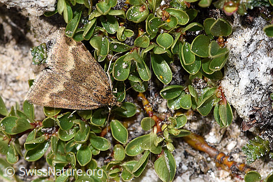 Foto: Wahrscheinlich Pyrausta aerealis (Rüsselzünsler) auf Stumpfblättrige Weide (Salix retusa). Ansicht von oben.