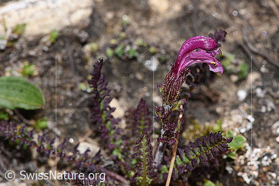 Photo: Pedicularis kerneri. Blossom and stem.