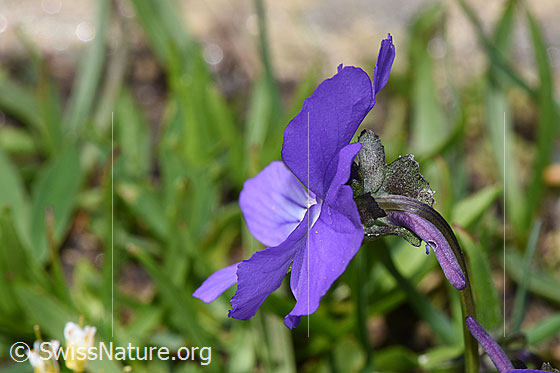 Photo: Viola calcarata. Blossom. View from the side.