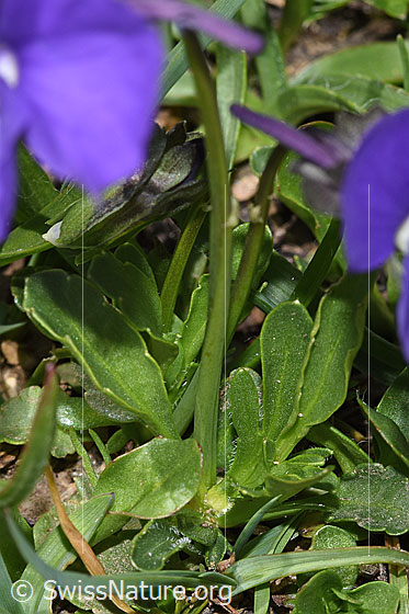 Photo: Viola calcarata. Stem and leaves.
