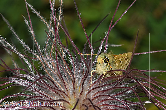 Foto: Weissfleckiger Kommafalter (Hesperia comma) auf verblühter Schwefel-Anemone (Pulsatilla alpina ssp. apiifolia). Ansicht von seitlich vorne.