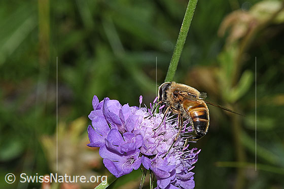 Foto: Mistbiene (Eristalis tenax) auf Glänzende Skabiose (Scabiosa lucida). Länge 14 - 16mm. Ansicht von schräg hinten.
