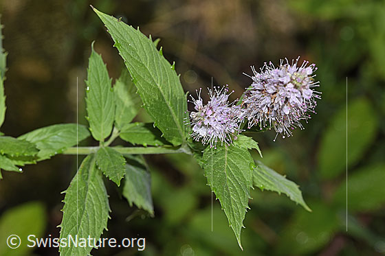 Photo: Mentha longifolia. Blossom and leaves.