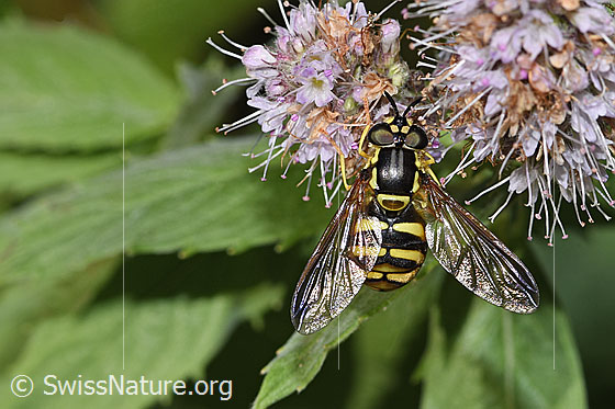 Foto: Gemeine Wespenschwebfliege (Chrysotoxum cautum) auf Rossminze (Mentha longifolia). Länge 10 - 15mm. Weibchen. Ansicht von oben.