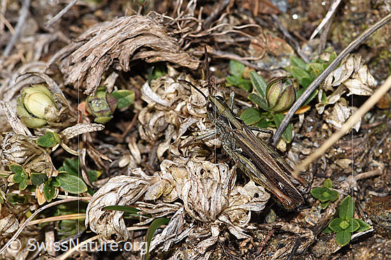 Foto: Verkannter Grashüpfer (Chorthippus mollis). Länge 13 - 17mm. Männchen. Ansicht von seitlich oben.
