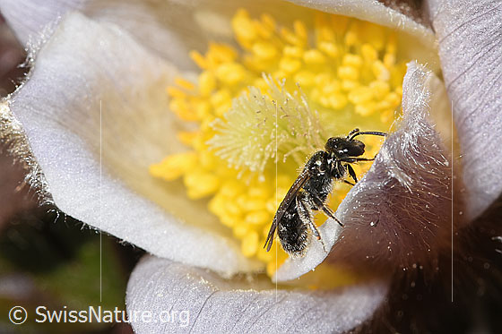 Photo: Probably Lasioglossum morio on Pulsatilla vernalis. Length 6 - 7mm. Female. View from the side.