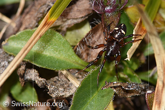 Photo: Probably Asagena phalerata. View from top front.