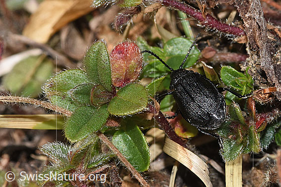 Photo: Galeruca tanaceti. Length 6 - 10mm. Female. View from behind top.