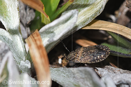 Foto: Sciocoris homalonotus (Baumwanze). Länge 5mm. Ansicht von der Seite.