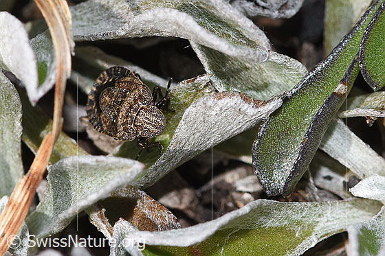 Photo: Sciocoris homalonotus. Length 5mm. View from the front.