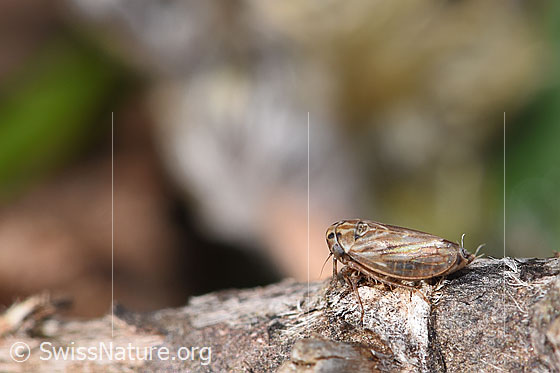 Photo: Probably Anaceratagallia ribauti. 2.7 - 3.3mm. View from the  side.